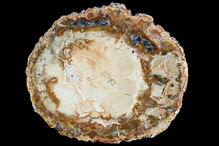 Petrified Wood (Araucaria) Slice - Madagascar #105368